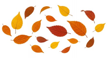Dynamic autumn leaves arrangement with golden yellow and russet orange foliage on white background for creative seasonal designs