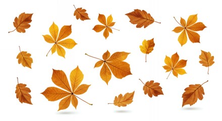 Fototapeta premium Premium autumn foliage collection with diverse leaf shapes in warm golden and orange tones on clean white studio background