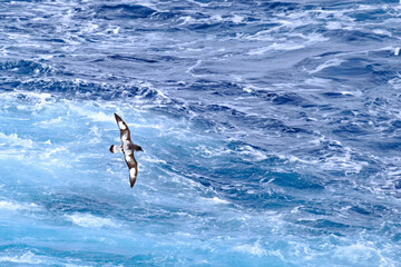 cape petrel in heavy seas