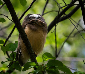 Saw whet owl young in the Canadian wilderness