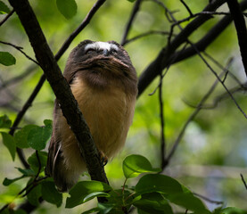 Saw whet owl young in the Canadian wilderness