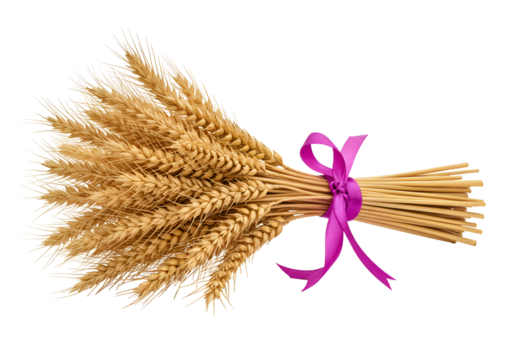 Bouquet of dried wheat stalks tied with a purple ribbon on black background with a minimalistic