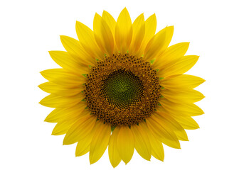 Obraz premium Bright and vibrant sunflower in full bloom showcasing natural beauty against a black background