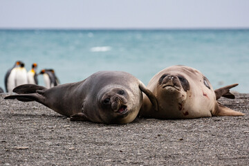 elephant seal weaners in South Georgia