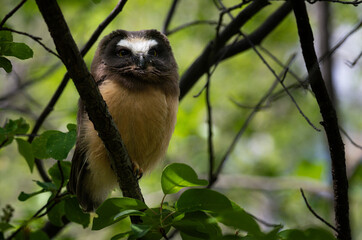 Saw whet owl baby in the Canadian wilderness