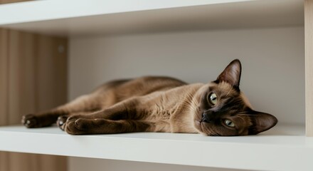 Sleepy Burmese cat lying sideways on white wooden shelf creating perfect minimalist home decor with pets scene