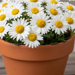 Close-up of a terracotta pot filled with blooming white daisies with bright yellow centers, showcasing their delicate petals and fresh green foliage.
