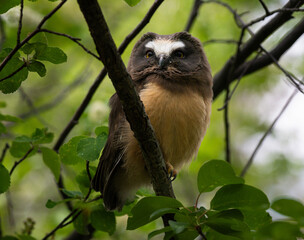 Saw whet owl baby in the Canadian wilderness