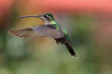 Rivoli's Hummingbird in Costa Rica