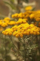 Clusters of Vibrant Yellow Yarrow Flowers