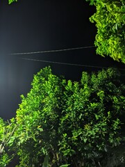 green leaves on the wall