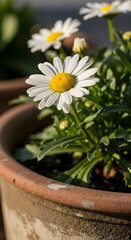 Close-up of white daisies with yellow centers blooming in a terracotta pot, surrounded by green foliage and bathed in sunlight.