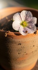 A delicate white flower with water droplets rests inside a weathered terracotta pot, bathed in soft sunlight.