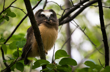 Saw whet owl baby in the Canadian wilderness