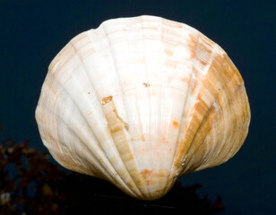 Obraz premium Scallop Shell's Elegance: A close-up shot showcases a pristine scallop shell, revealing its intricate textures and graceful curves against a dark, reflective background. Capturing the natural beauty.
