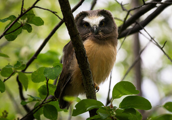 Naklejka premium Saw whet owl baby in the Canadian wilderness