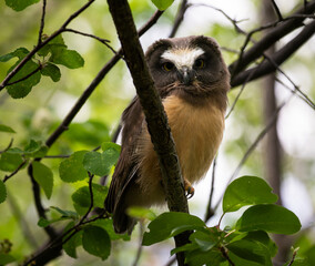Saw whet owl baby in the Canadian wilderness