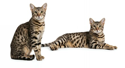 Two beautiful brown tabby cats in different poses on white background, ideal for pet care branding and veterinary clinic promotional materials