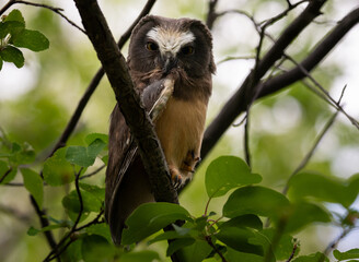 Saw whet owl baby in the Canadian wilderness