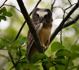 Saw whet owl baby in the Canadian wilderness