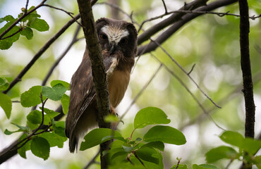 Saw whet owl baby in the Canadian wilderness