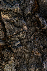 Tree wood grain texture background wallpaper backdrop  nature outdoors