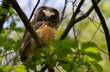 Saw whet owl baby in the Canadian wilderness