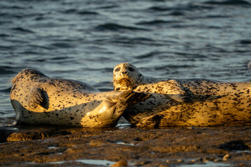 Seals Basking in Warm Sunset