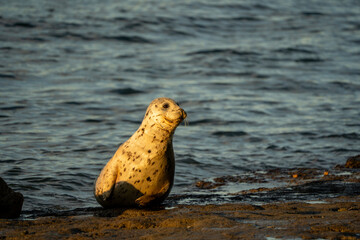 Seals Basking in Warm Sunset