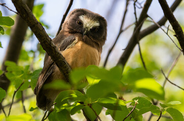 Saw whet owl baby in the Canadian wilderness