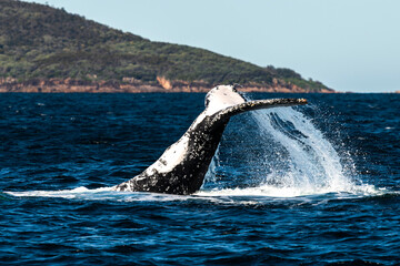Humpback whale tail slapping the surface in the waters off Port Stephens, New South Wales, framed...