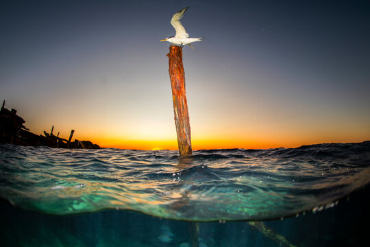 A lone seabird takes flight at sunset from the remains of HMCS Protector, positioned at the entrance of Heron Island&rsquo;s bay, Queensland, Australia.