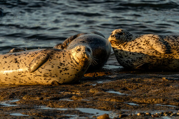 Seals Basking in Warm Sunset