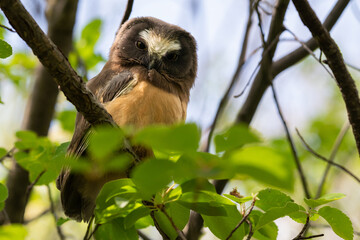 Saw whet owl baby in the Canadian wilderness