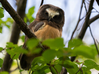 Saw whet owl baby in the Canadian wilderness