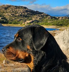 Joven Rottweiler al aire libre 