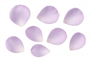 Delicate purple rose petals drifting softly, floating gracefully against translucent backdrop with gentle, romantic mood
