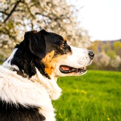 Dog in a field of blossoming trees