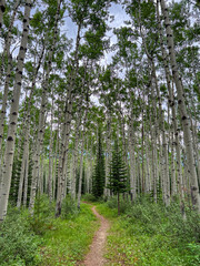 Aspen forest, Jasper NP, Canada