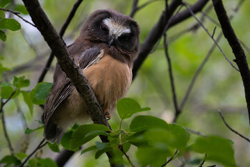 Fototapeta premium Saw whet owl baby in the Canadian wilderness