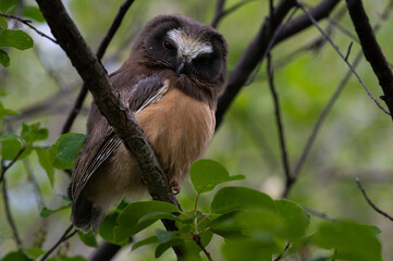 Obraz premium Saw whet owl baby in the Canadian wilderness