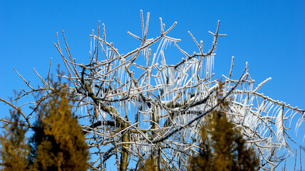 Close-up of frost-covered tree branches in winter with a clear blue sky in the background