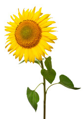 Sunflower isolated on white background. Sun symbol. Flowers yellow, agriculture. Seeds and oil. Flat lay, top view. Bio. Eco. Creative