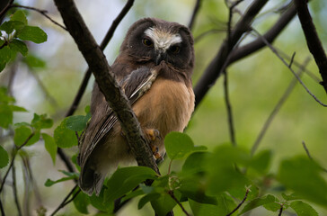 Saw whet owl baby in the Canadian wilderness