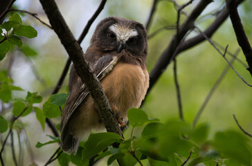 Saw whet owl baby in the Canadian wilderness
