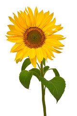 Obraz premium Sunflower isolated on white background. Sun symbol. Flowers yellow, agriculture. Seeds and oil. Flat lay, top view. Bio. Eco. Creative