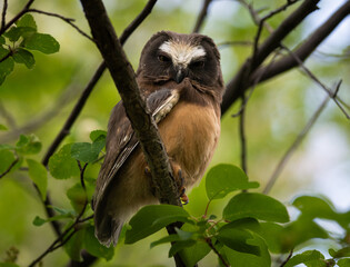 Saw whet owl baby in the Canadian wilderness