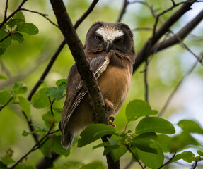 Saw whet owl baby in the Canadian wilderness