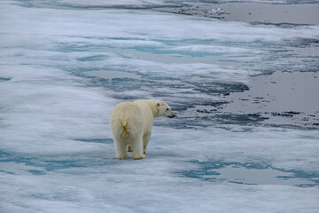 polar bear on ice