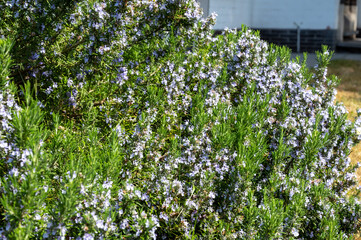 Botanical collection, Blue blossom of aromatic kitchen herb rosemary, nature background